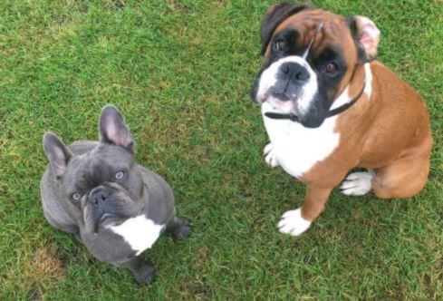 Lucy Bruce's dogs.